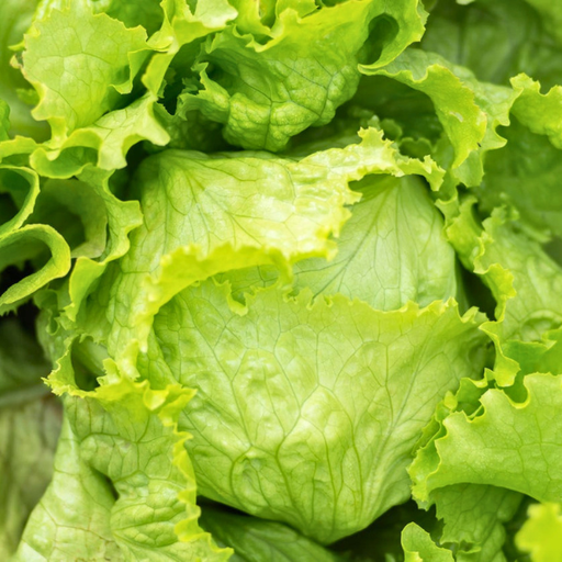 Organic Lettuce Plant, Iceberg Crispino - 4 pack