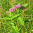 Milkweed, Swamp Milkweed, Rose Milkweed