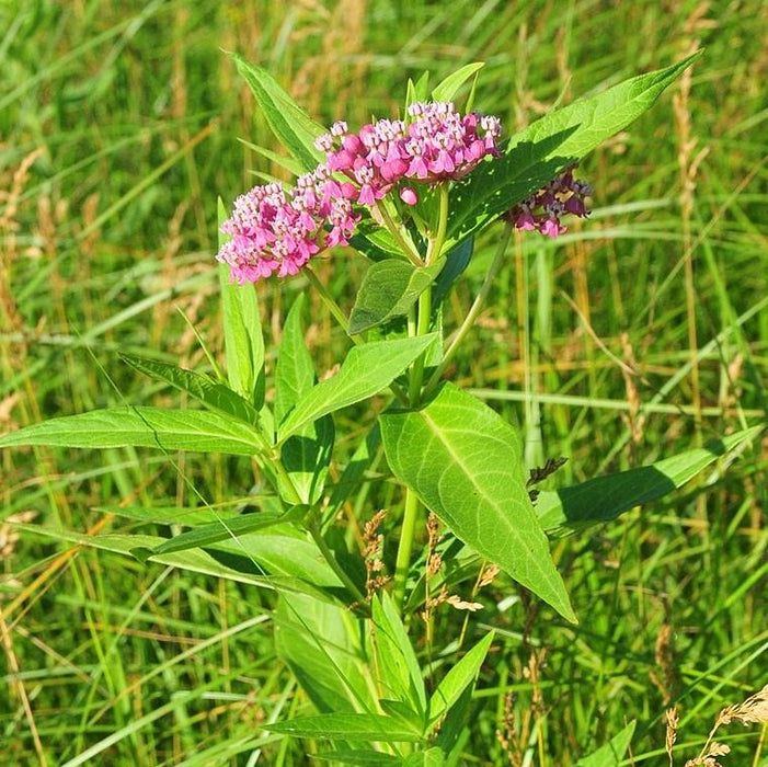Milkweed, Swamp Milkweed, Rose Milkweed