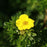 Cinquefoil, Goldfinger Potentilla