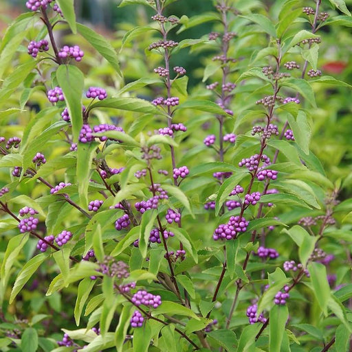 Callicarpa dichotoma 'Early Amethyst'  - Early Amethyst Beautyberry