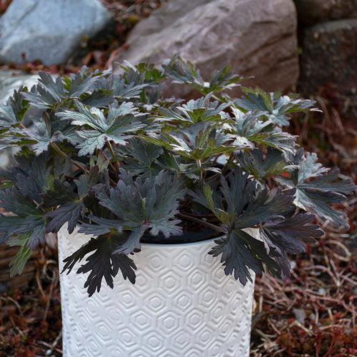 Geranium pratense 'Boom Chocolatta'  - Boom Chocolatta Cranesbill