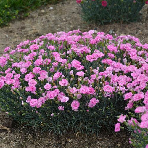Dianthus, Fruit Punch® Sweetie Pie Dianthus