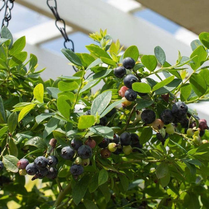 Vaccinium corymbosum hybrid 'FC12-029'  - Bushel and Berry® Sapphire Cascade Blueberry