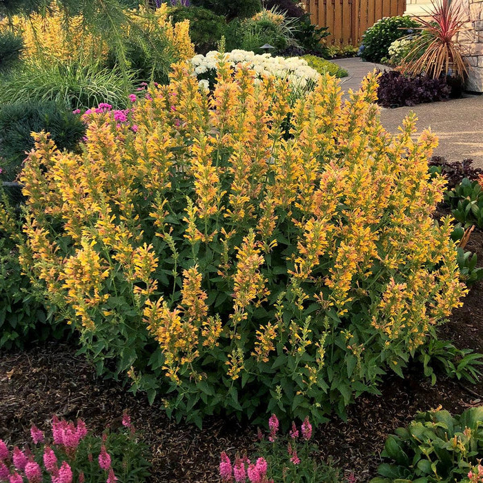 Hyssop, Kudos™ Yellow Hummingbird Mint