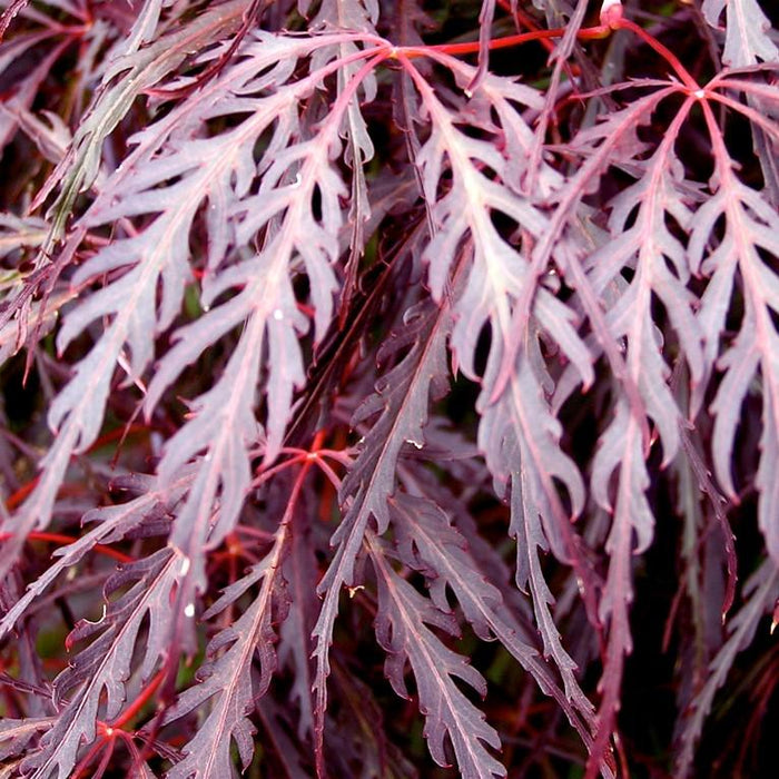 Maple, Crimson Queen Japanese Maple