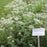 American Boneset