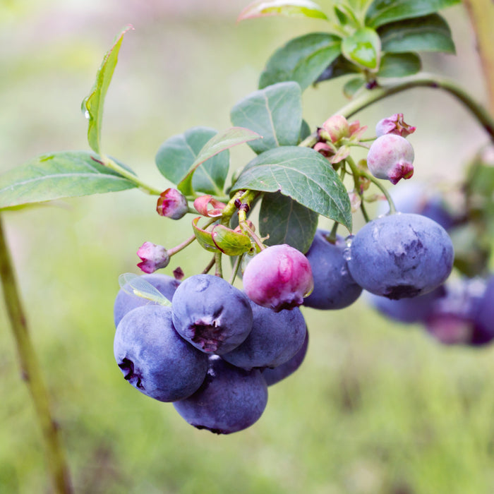 Vaccinium corymbosum 'Bluecrop'  - Bluecrop Highbush Blueberry