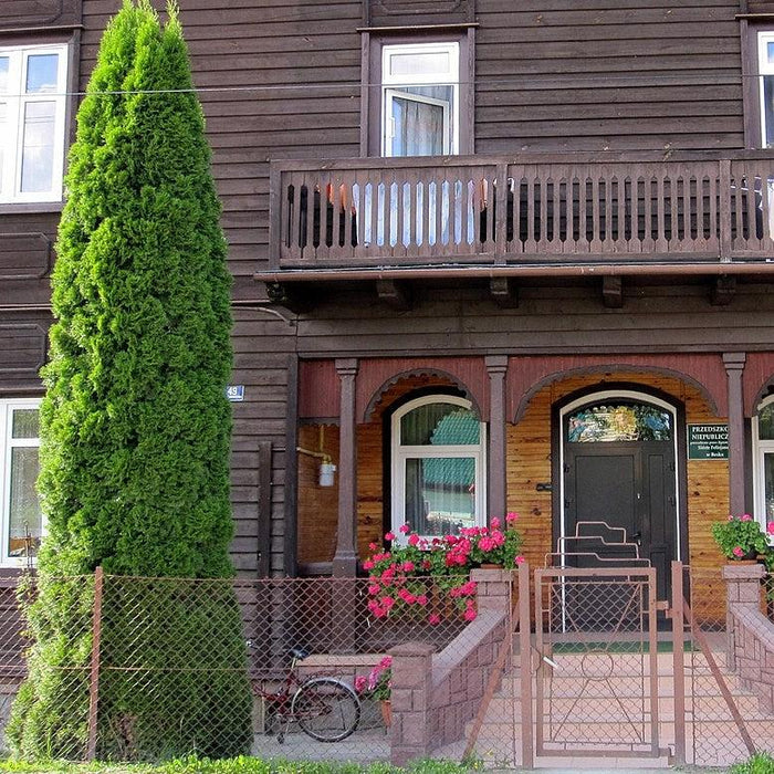 Thuja occidentalis 'American Pillar'  - Full Speed A Hedge® Arborvitae