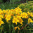 Hemerocallis 'Buttered Popcorn'  - Buttered Popcorn Daylily