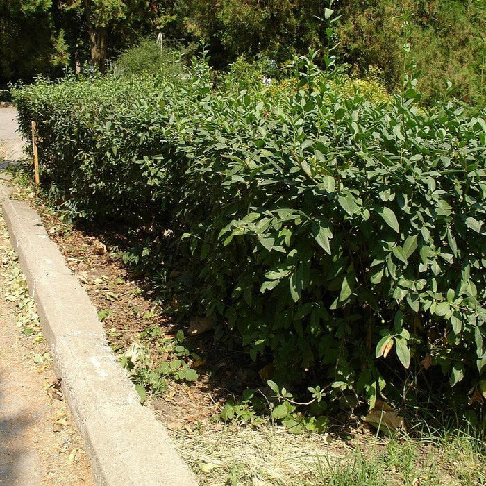 Ligustrum ovalifolium  - California Privet