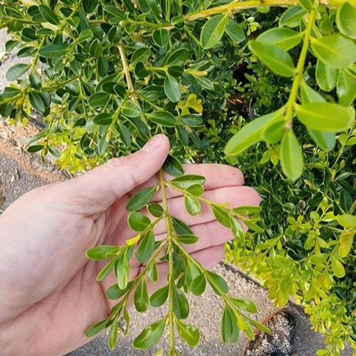 Buxus 'HER2009B03’ PP32275  - BetterBoxwood® Skylight™ Boxwood