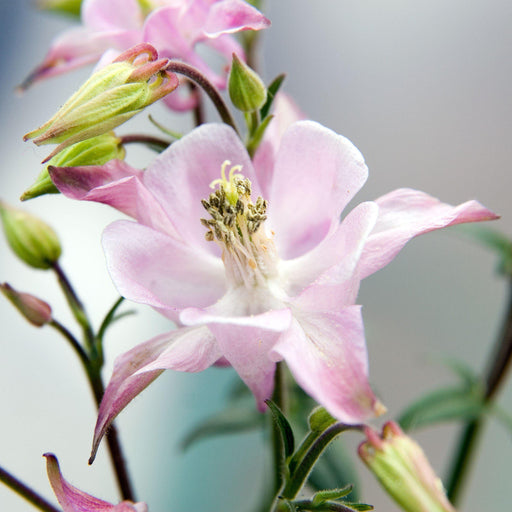 Aquilegia 'Biedermeier'  - Beidermeier Columbine