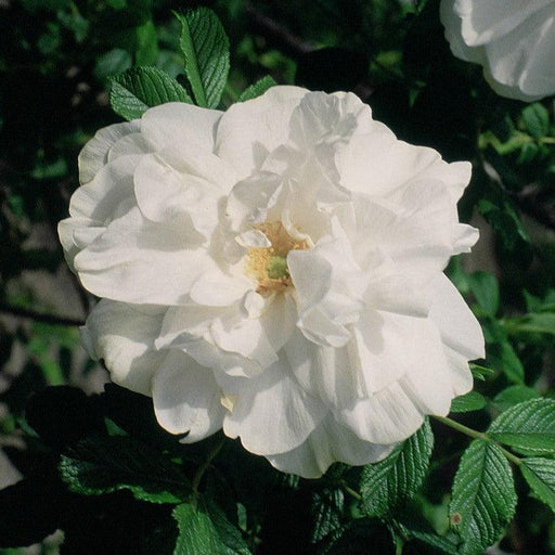 Rosa 'Blanc Double De Coubert'  - Blanc Double De Coubert Rose