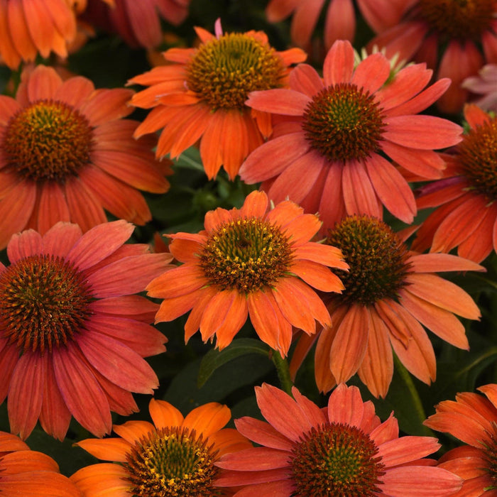 Echinacea 'PAS1257973'  - Artisan™ Red Ombre Coneflower