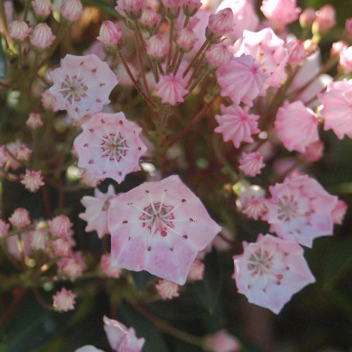 Kalmia latifolia 'Tinkerbell'  - Tinkerbell Mountain Laurel