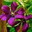 Clematis 'Jackmanii Superba'  - Jackmanii Superba Clematis