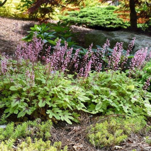 x Heucherella ‘Eye Spy’  - Fun and Games® Eye Spy Foamy Bells