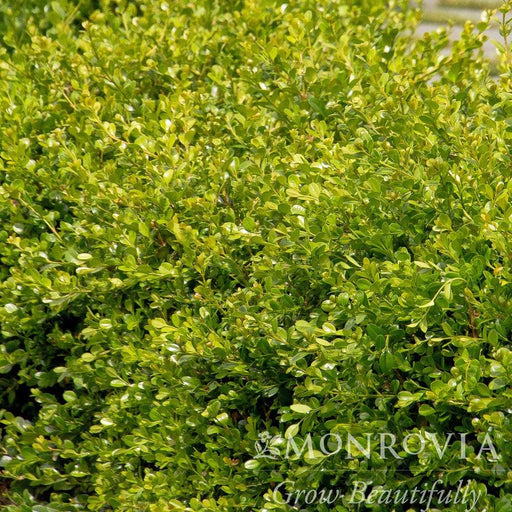 Buxus 'Green Gem'  - Green Gem Boxwood