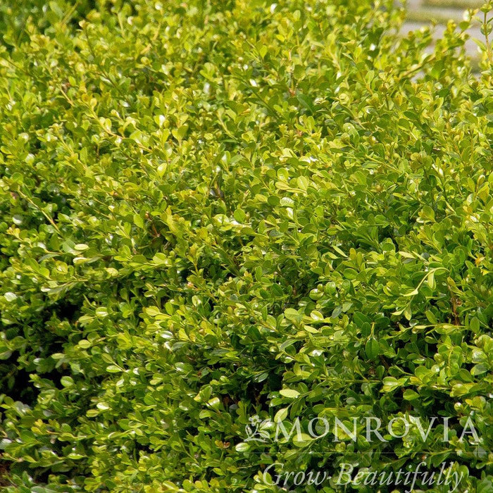 Buxus 'Green Gem'  - Green Gem Boxwood