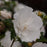 Hibiscus syriacus 'Notwoodtwo'  - White Chiffon® Rose of Sharon