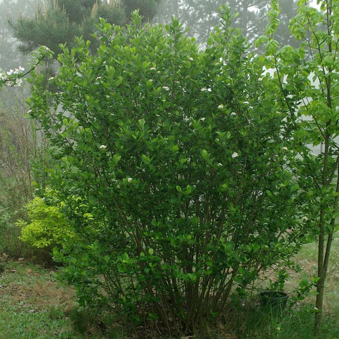 Chokeberry, Black Chokeberry