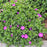Geranium sanguineum 'Max Frei'  - Max Frei Bloody Cranesbill