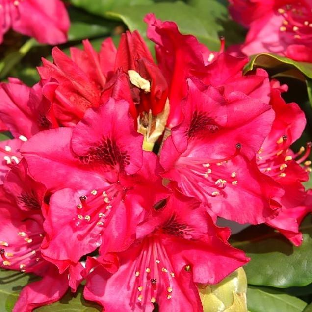 Rhododendron, Nova Zembla Rhododendron