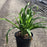 Hemerocallis 'Happy Returns'  - Happy Returns Daylily