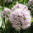 Allium, Summer Beauty Ornamental Onion