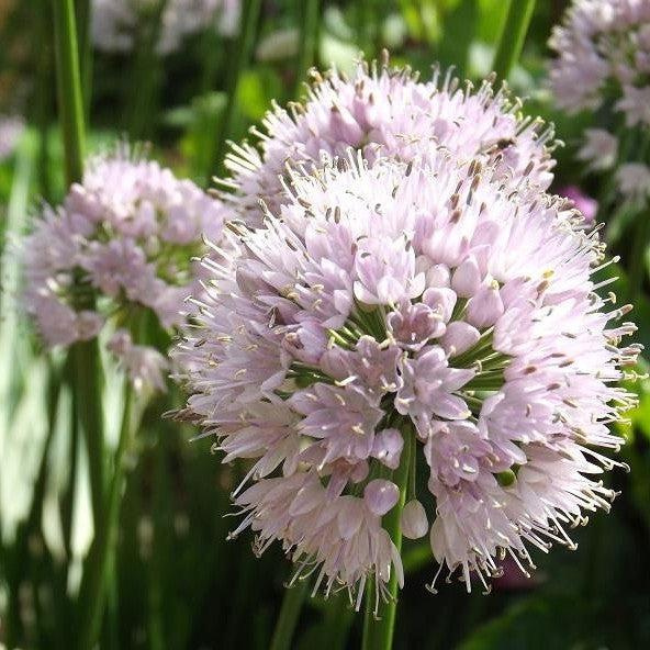 Allium, Summer Beauty Ornamental Onion