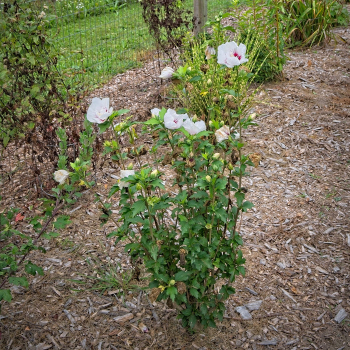 Hibiscus, Bali™ Rose of Sharon Hibiscus