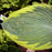 Hosta 'Frances Williams'  - Frances Williams Hosta