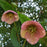 Helleborus x hybridus 'EPB 29'  - FrostKiss™ Dorothy's Dawn® Lenten Rose