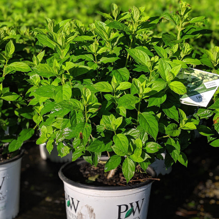 Hydrangea paniculata 'Limelight'  - Proven Winners® Limelight® Hydrangea