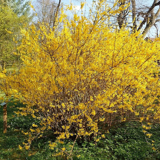 Forsythia x intermedia 'Lynwood Gold'  - Lynwood Gold Forsythia