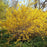 Forsythia x intermedia 'Lynwood Gold'  - Lynwood Gold Forsythia