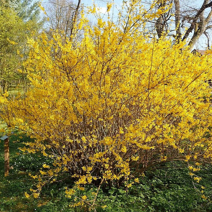 Forsythia x intermedia 'Lynwood Gold'  - Lynwood Gold Forsythia