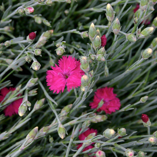 Dianthus, Neon Star Dianthus