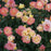 Rosa 'Chewnicebell' PP26532  - PW® Color Choice® OSO Easy Italian Ice® Rose
