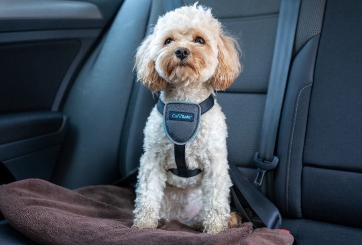 Carsafe Travel Dog Harness