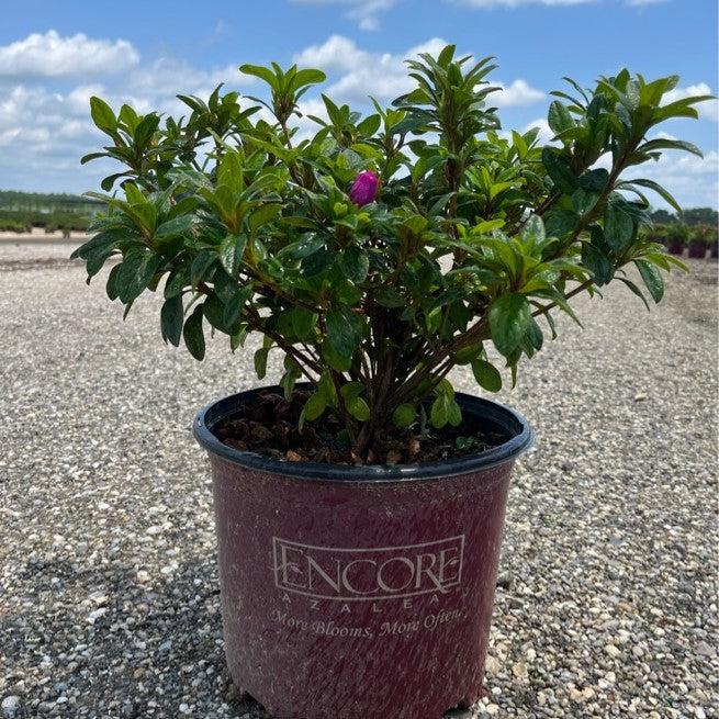 Azalea, Encore Autumn Majesty Azalea