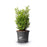 Boxwood, BetterBoxwood® Skylight™ Boxwood