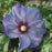 Hibiscus, Azurri Blue Satin® Rose of Sharon