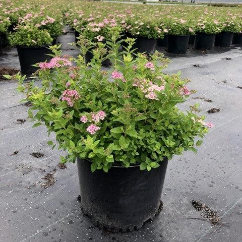 Spiraea japonica 'Little Princess'  - Little Princess Spirea