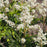 Astilbe chinensis 'Vision in White'  - Vision in White Chinese Astilbe