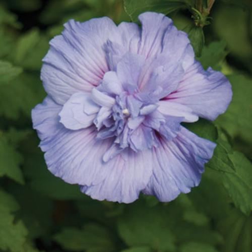 Hibiscus syriacus 'Notwoodthree'  - Blue Chiffon® Hibiscus