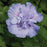 Hibiscus syriacus 'Notwoodthree'  - Blue Chiffon® Hibiscus