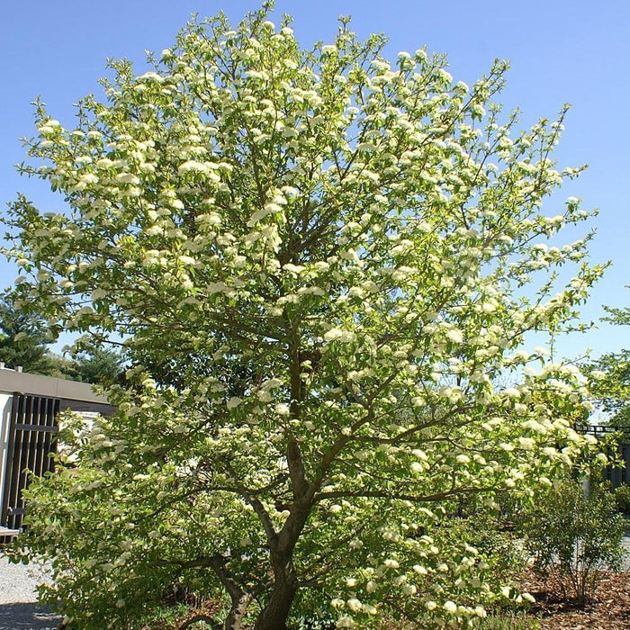 Viburnum, Blackhaw Viburnum