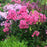 Phlox, First Editions® Coral Crème Drop™ Phlox